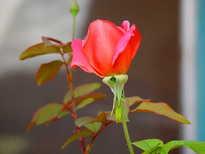 Budding Flower, color photograph