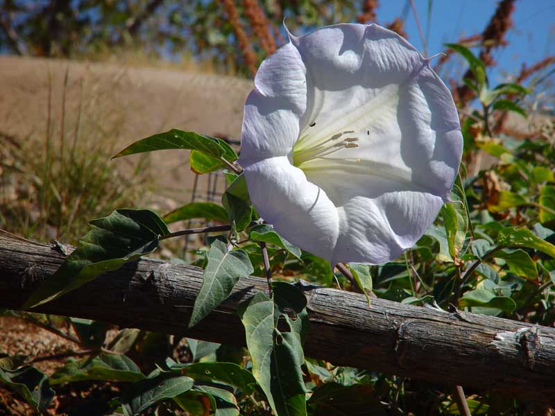 Desert Bloom, color photograph