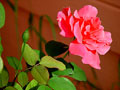 Flower in Red, color photograph