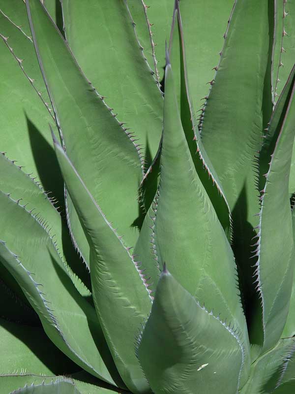 Greening of the Desert, color photograph