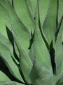 Greening of the Desert, color photograph
