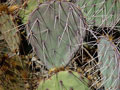 Prickly Pear, color photograph