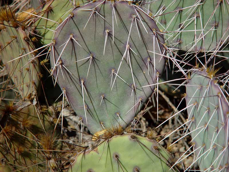 Prickly Pear, color photograph